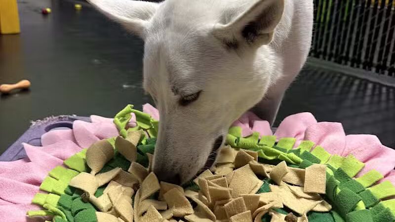 Central Bark Broadview Heights - Broadview Heights, OH