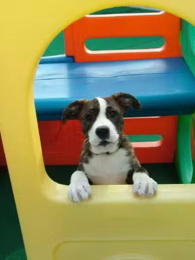 Central Bark Broadview Heights - Broadview Heights, OH