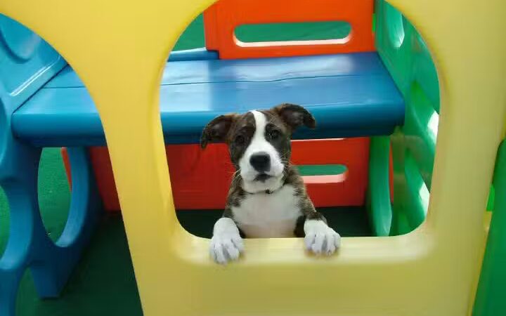 Central Bark Broadview Heights - Broadview Heights, OH