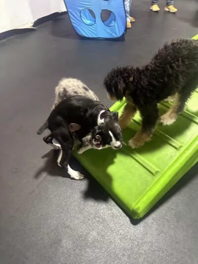 Central Bark Broadview Heights - Broadview Heights, OH