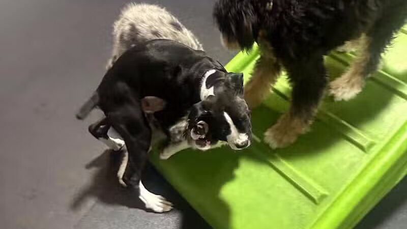 Central Bark Broadview Heights - Broadview Heights, OH