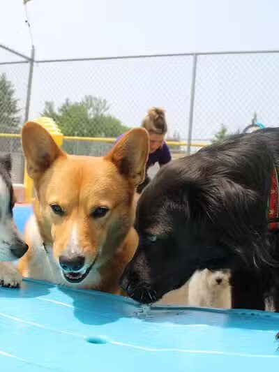 Central Bark Broadview Heights - Broadview Heights, OH