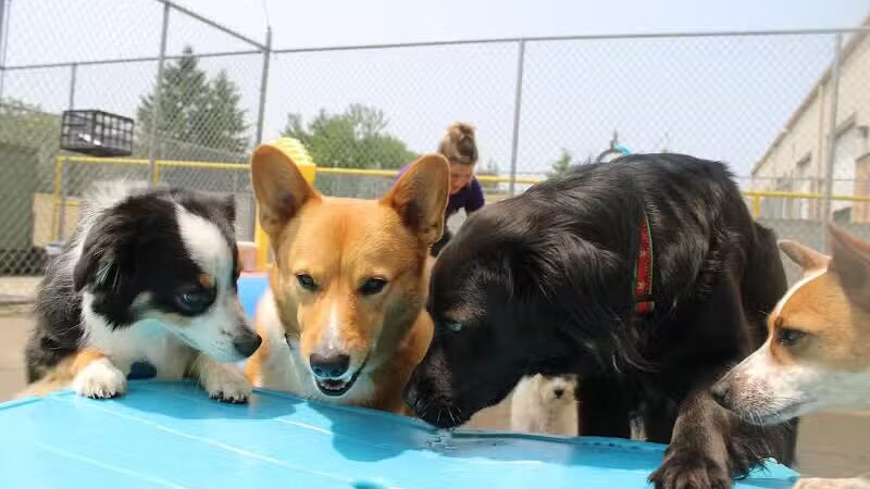 Central Bark Broadview Heights - Broadview Heights, OH