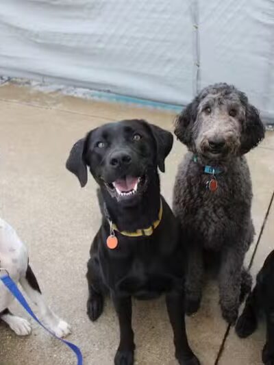 Central Bark Broadview Heights - Broadview Heights, OH