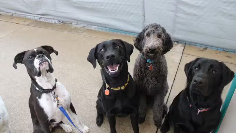 Central Bark Broadview Heights - Broadview Heights, OH