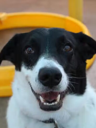 Central Bark Broadview Heights - Broadview Heights, OH