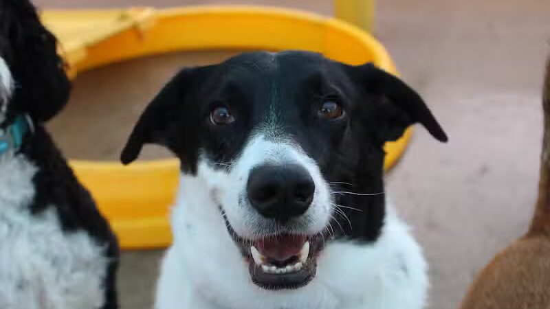 Central Bark Broadview Heights - Broadview Heights, OH