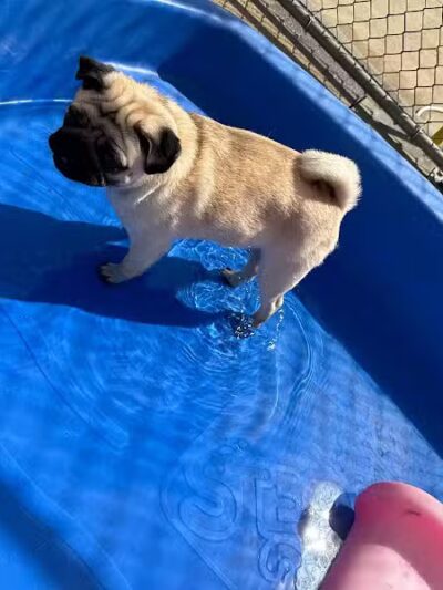 Central Bark Broadview Heights - Broadview Heights, OH