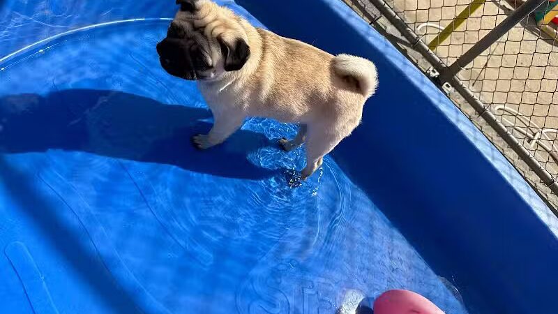 Central Bark Broadview Heights - Broadview Heights, OH