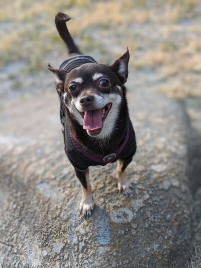 Pelham Bay Dog Run - Bronx, NY