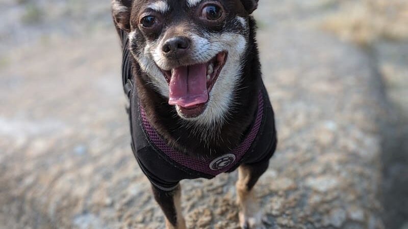 Pelham Bay Dog Run - Bronx, NY