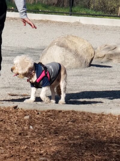 Pelham Bay Dog Run - Bronx, NY