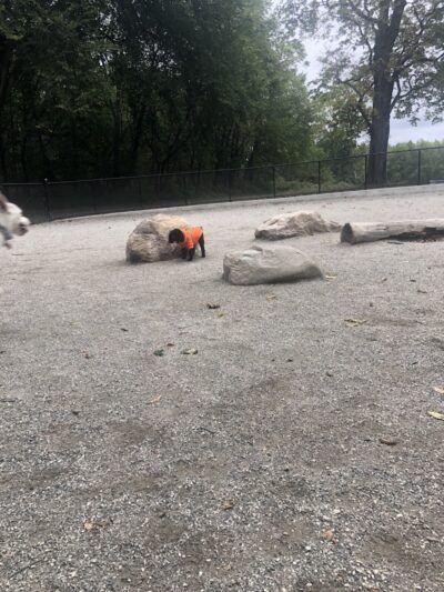 Pelham Bay Dog Run - Bronx, NY