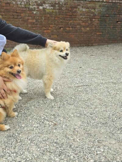 Pelham Bay Dog Run - Bronx, NY