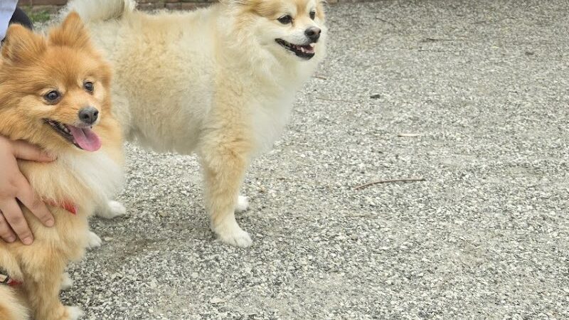 Pelham Bay Dog Run - Bronx, NY