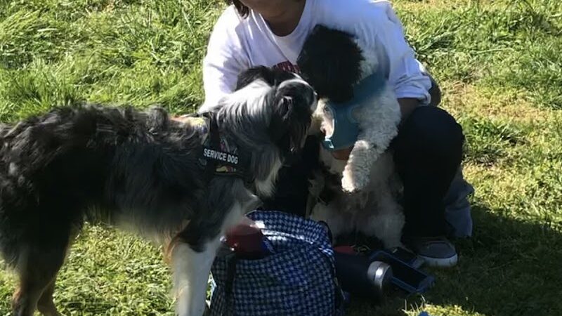 Pelham Bay Dog Run - Bronx, NY