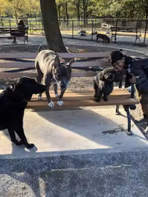 Pelham Bay Dog Run - Bronx, NY