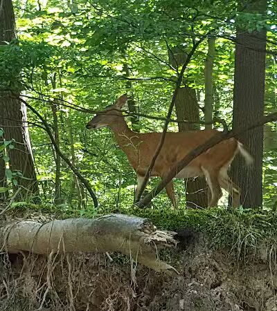Tuxedo Park - Brooklyn Heights, OH