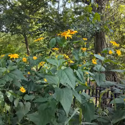 Highland Park - Brooklyn, NY
