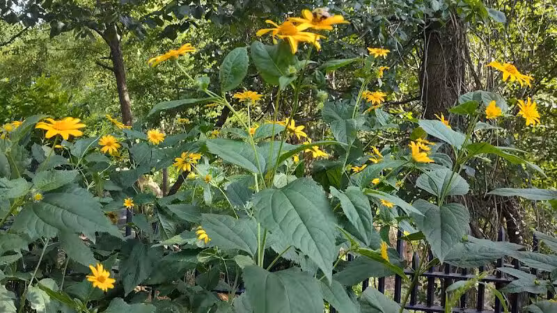 Highland Park - Brooklyn, NY