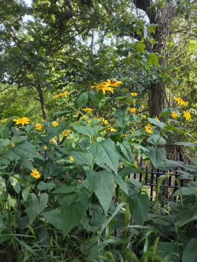 Highland Park - Brooklyn, NY