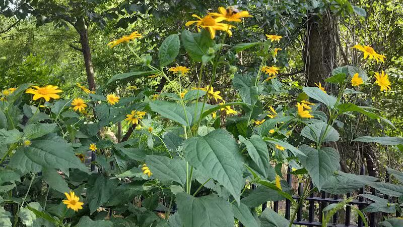Highland Park - Brooklyn, NY