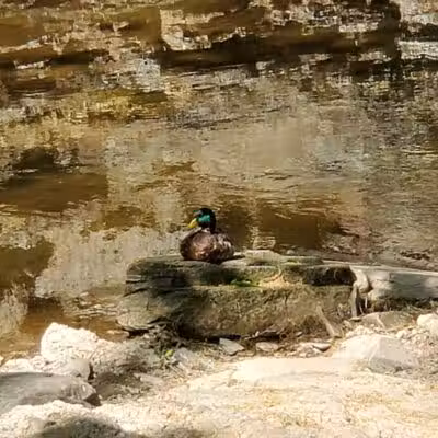 Big Creek Reservation - Brooklyn, OH