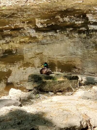 Big Creek Reservation - Brooklyn, OH