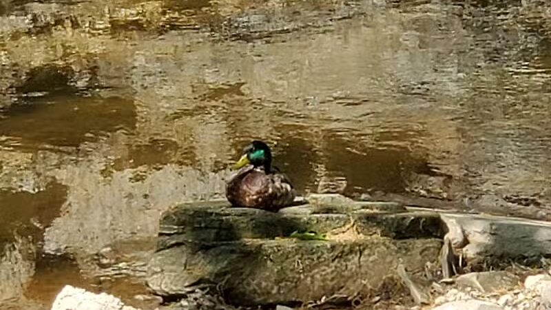 Big Creek Reservation - Brooklyn, OH