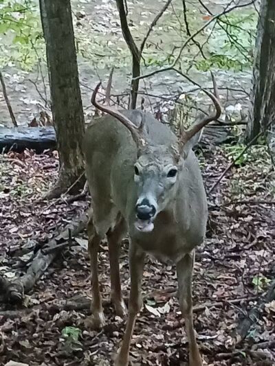 Big Creek Reservation - Brooklyn, OH