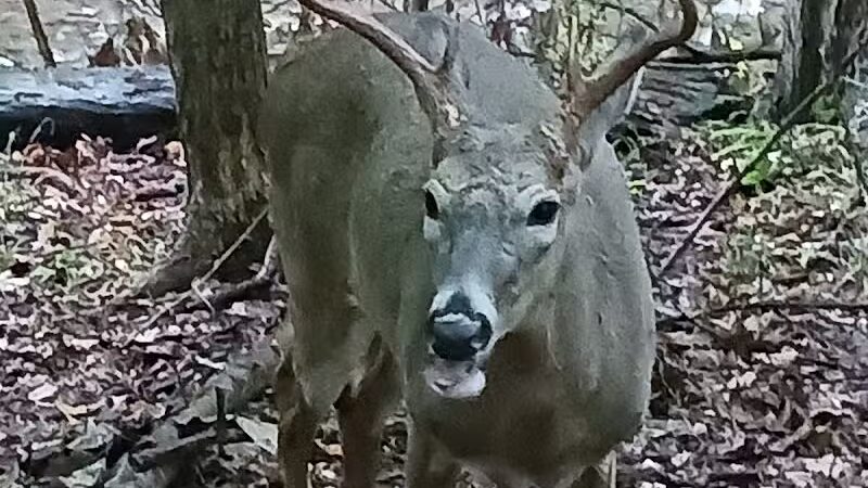 Big Creek Reservation - Brooklyn, OH
