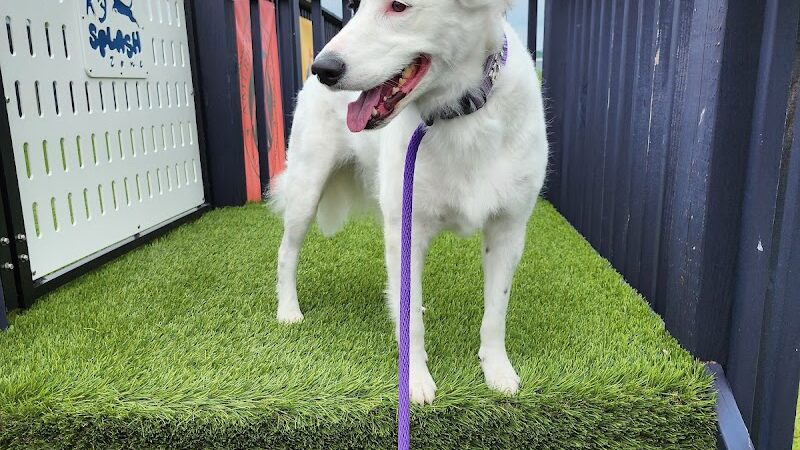 K9 Splash Zone - Brookville, OH