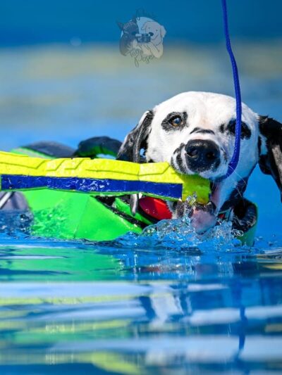 K9 Splash Zone - Brookville, OH