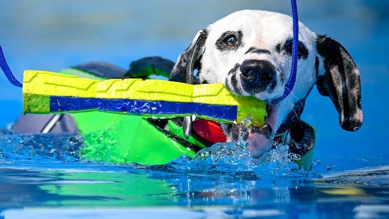 K9 Splash Zone - Brookville, OH