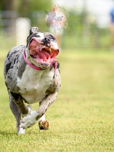 K9 Splash Zone - Brookville, OH