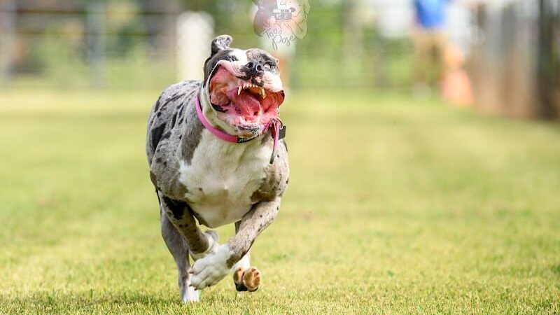 K9 Splash Zone - Brookville, OH