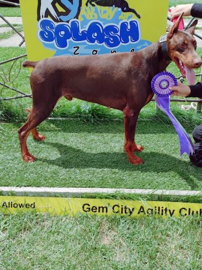 K9 Splash Zone - Brookville, OH