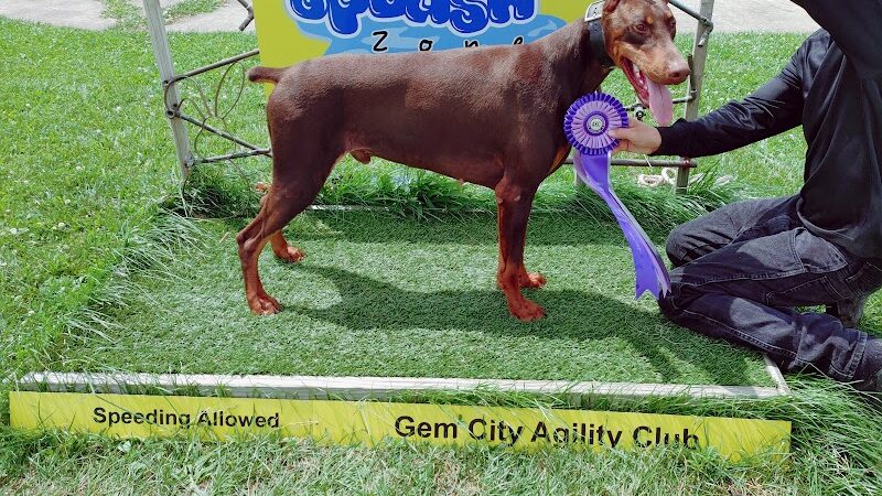 K9 Splash Zone - Brookville, OH