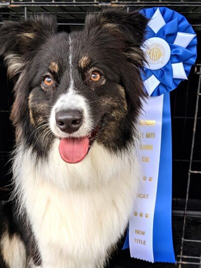 K9 Splash Zone - Brookville, OH