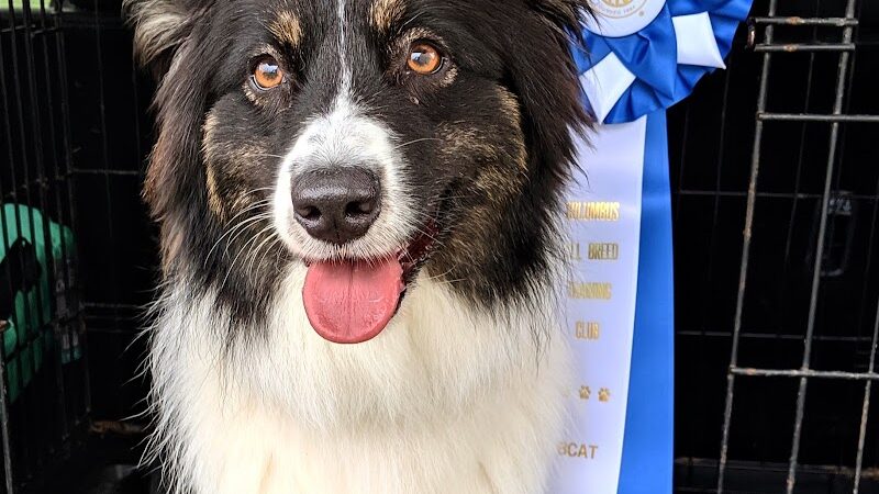 K9 Splash Zone - Brookville, OH