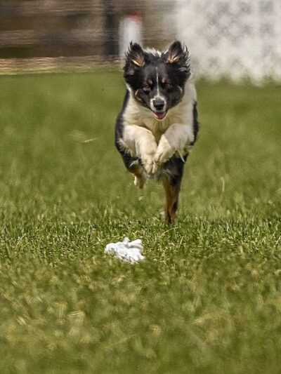 K9 Splash Zone - Brookville, OH