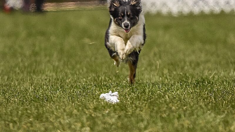 K9 Splash Zone - Brookville, OH
