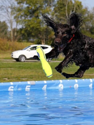 K9 Splash Zone - Brookville, OH