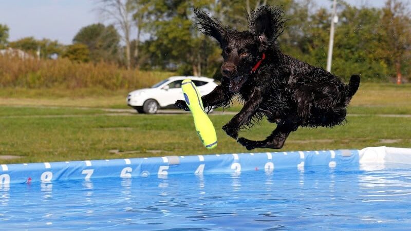 K9 Splash Zone - Brookville, OH
