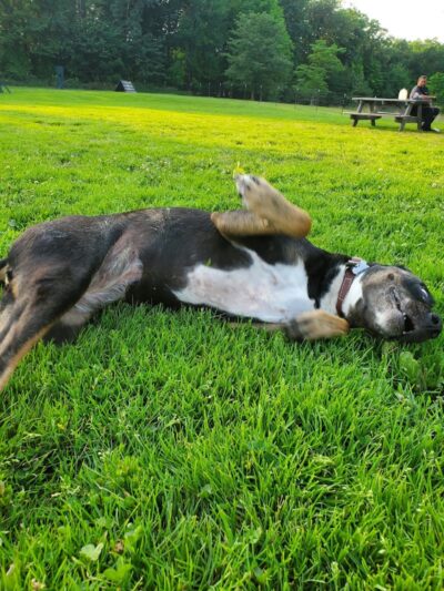 Brunswick Dog Park - Brunswick, OH