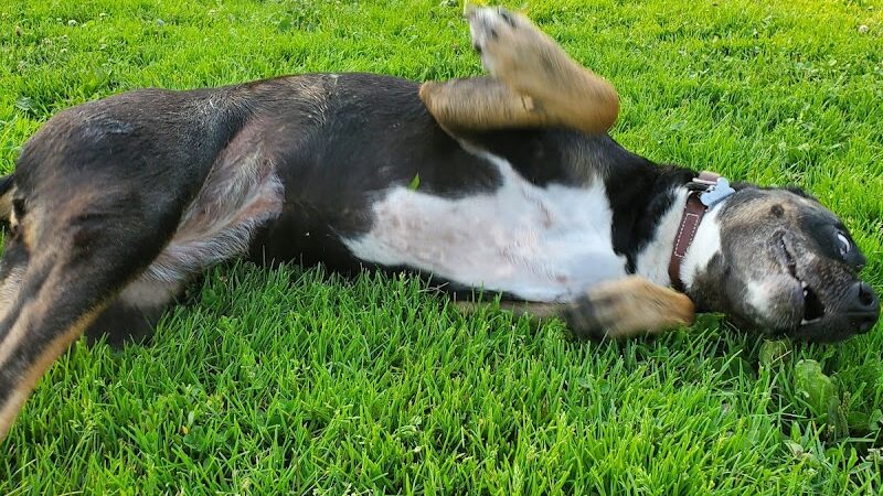 Brunswick Dog Park - Brunswick, OH