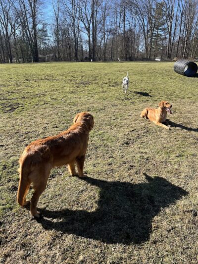 Brunswick Dog Park - Brunswick, OH
