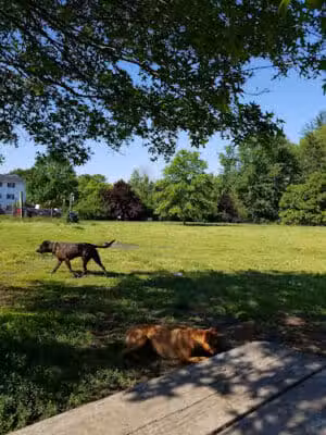 Brunswick Dog Park - Brunswick, OH