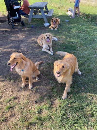 Brunswick Dog Park - Brunswick, OH