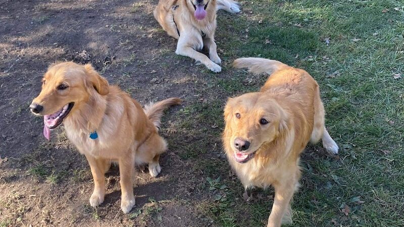 Brunswick Dog Park - Brunswick, OH